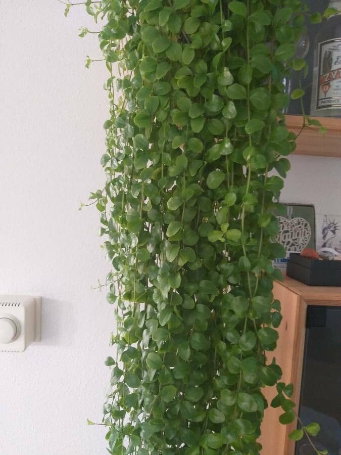 Peperomia 8