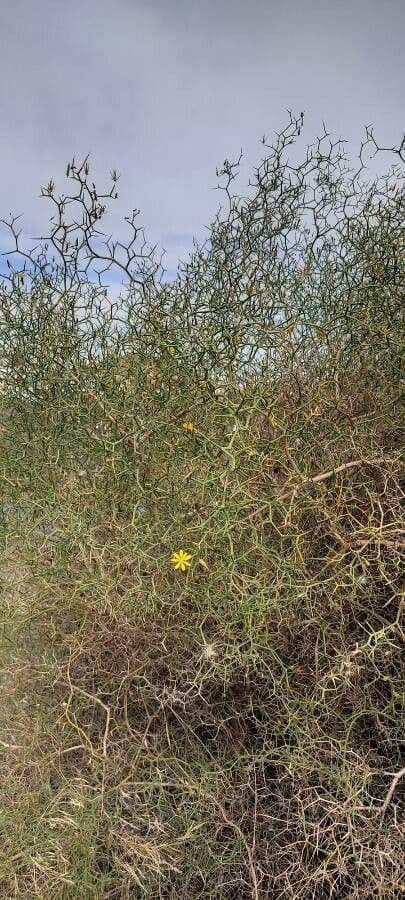 Launaea arborea 14