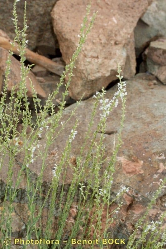 Anarrhinum 4
