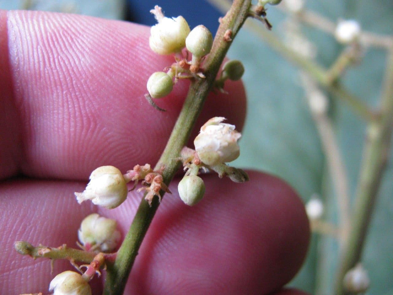 Cupania 9
