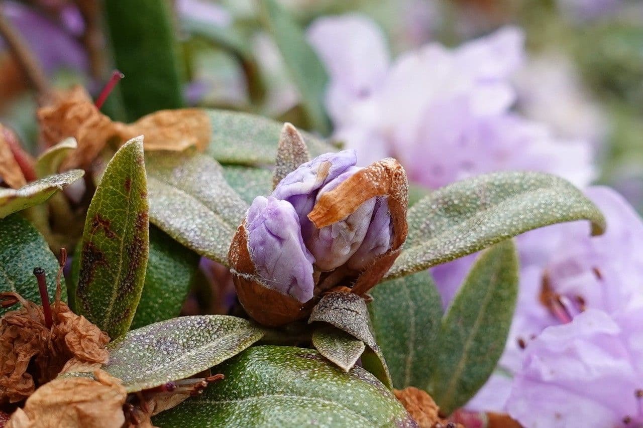 Rododendro 26