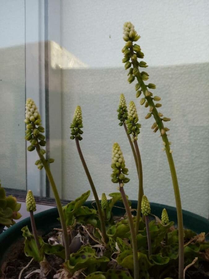 Muscari armeniaco