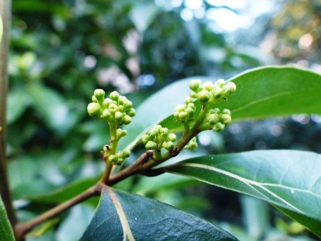 Cryptocarya di Lifou 6