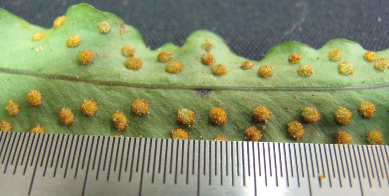 Campyloneurum 19
