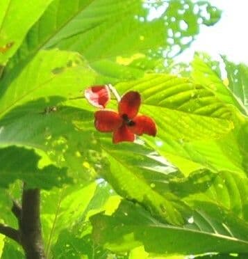 Sterculia