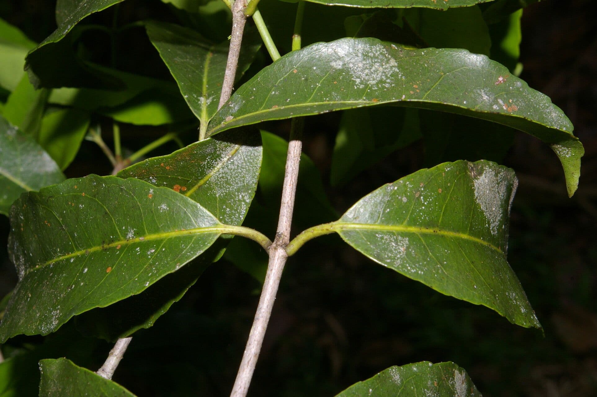 Hippocratea 19