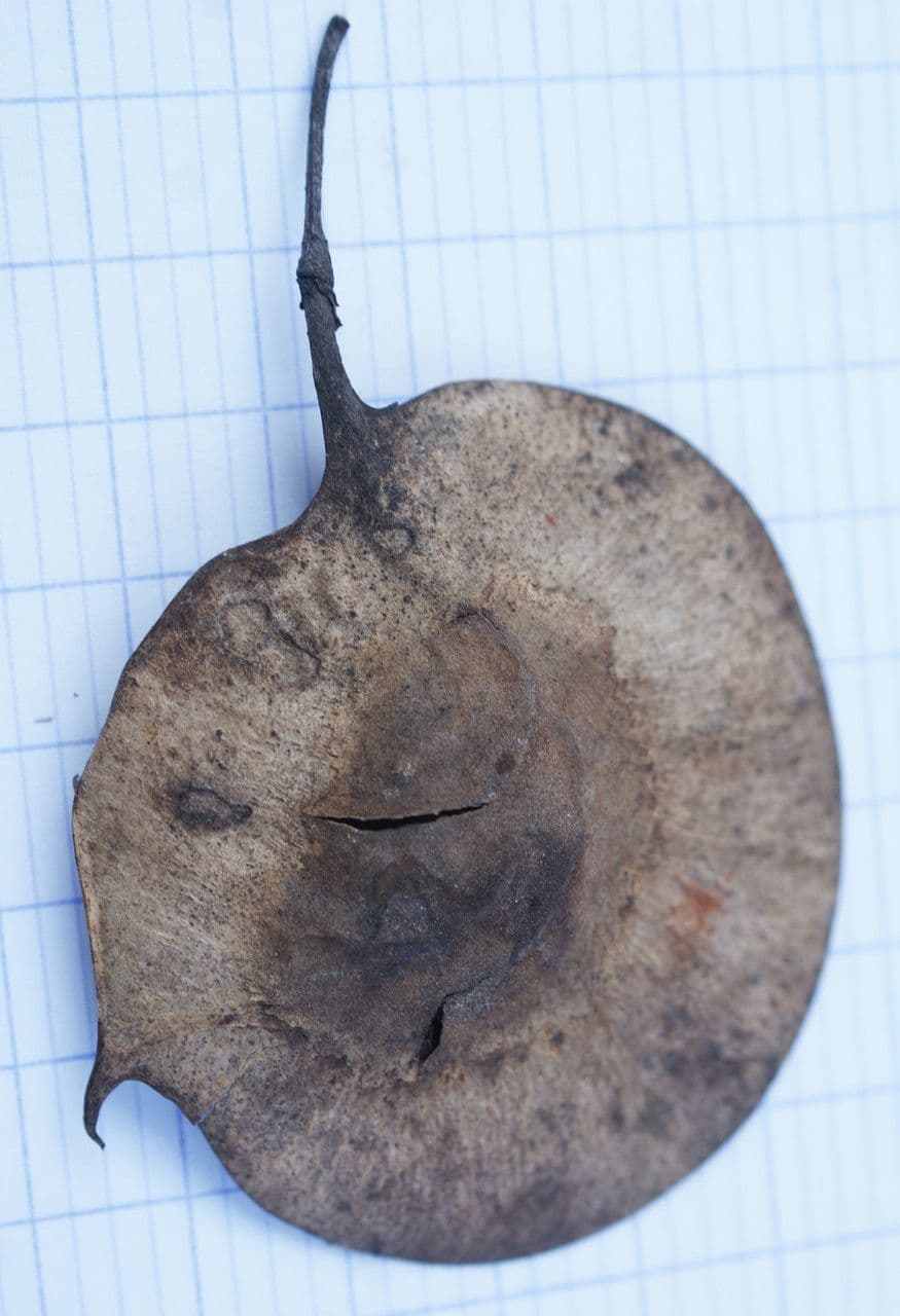 Pterokarpus indický