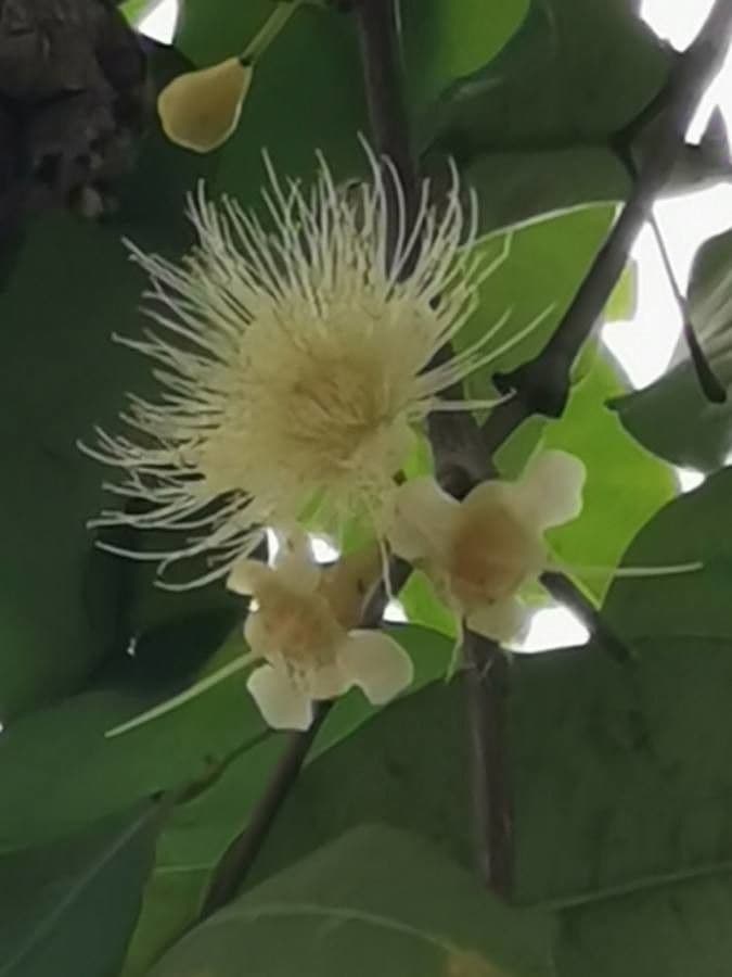 Pomme d'eau 9