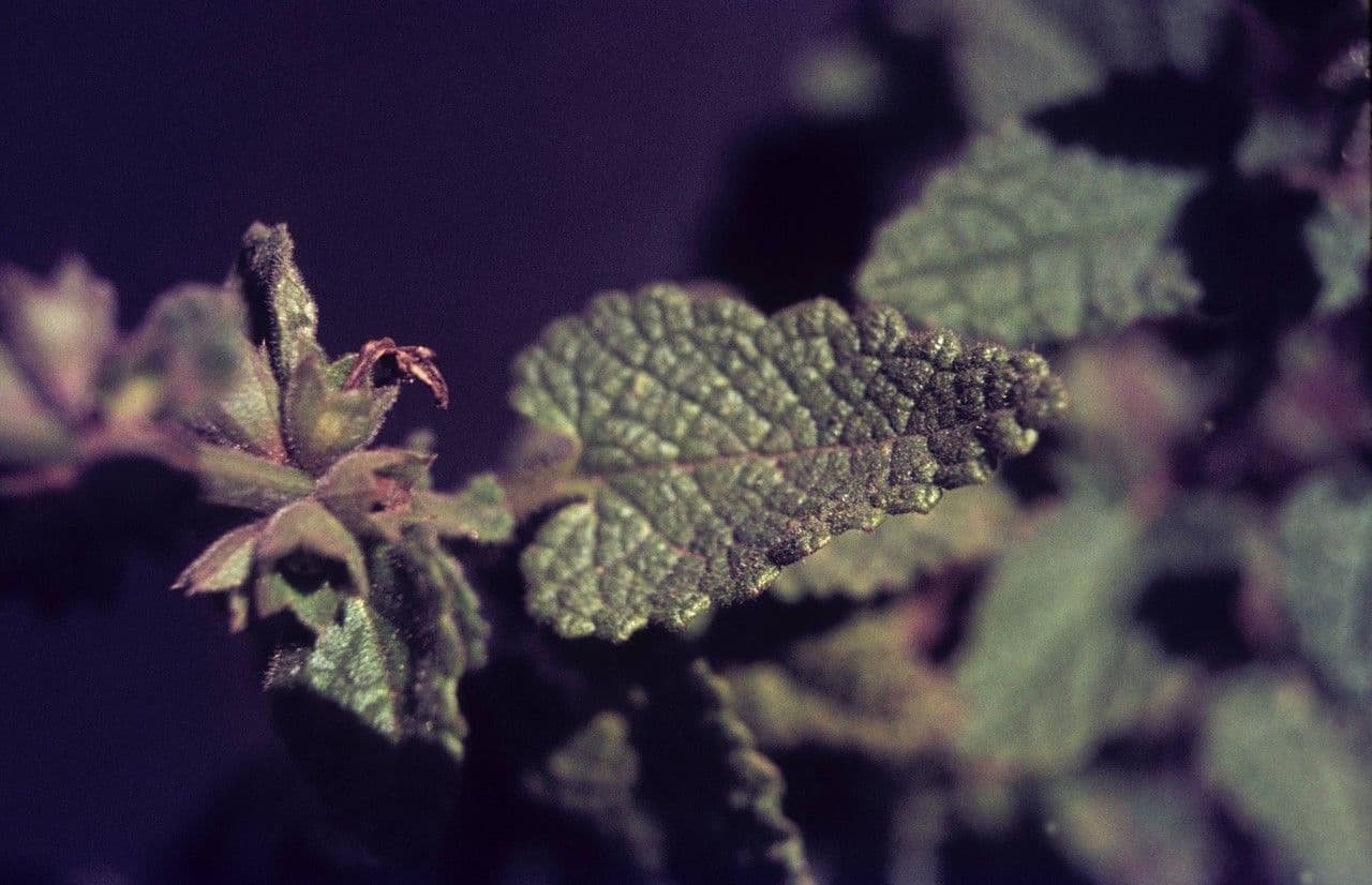 Stachys bullata 13