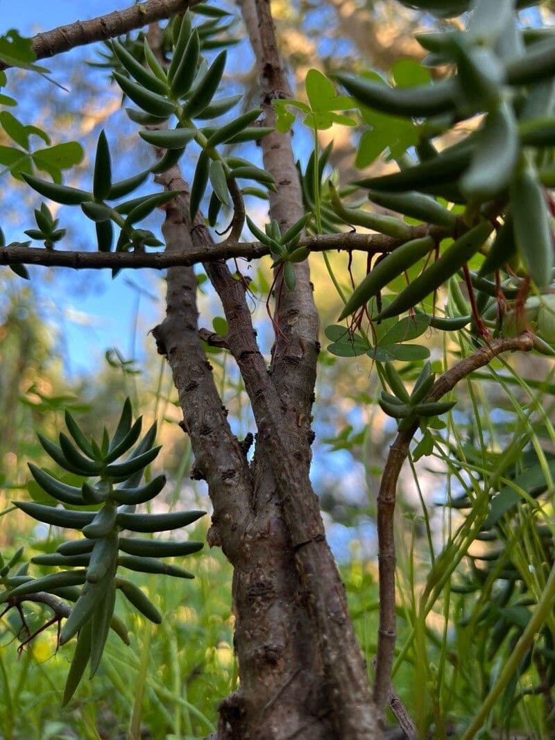 Crassula tetragona 19