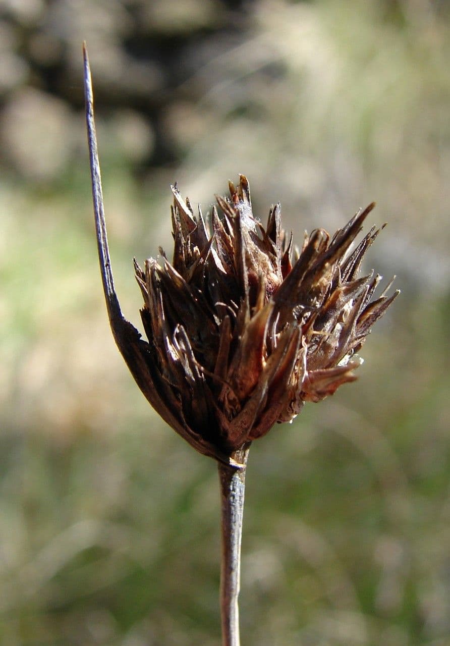 Giunco nero 3