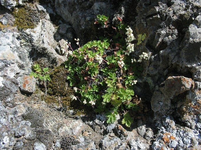 Alumroot de Merriam