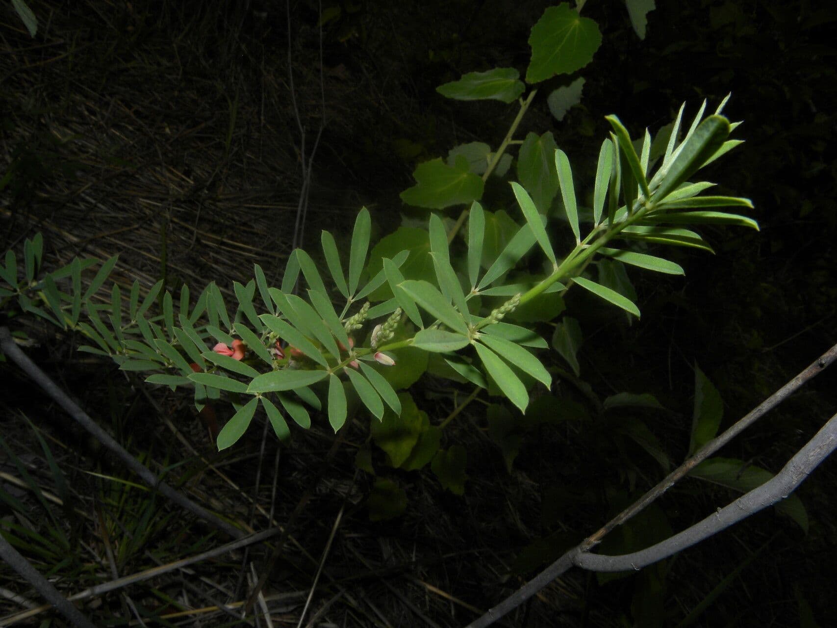 Indigofera 14