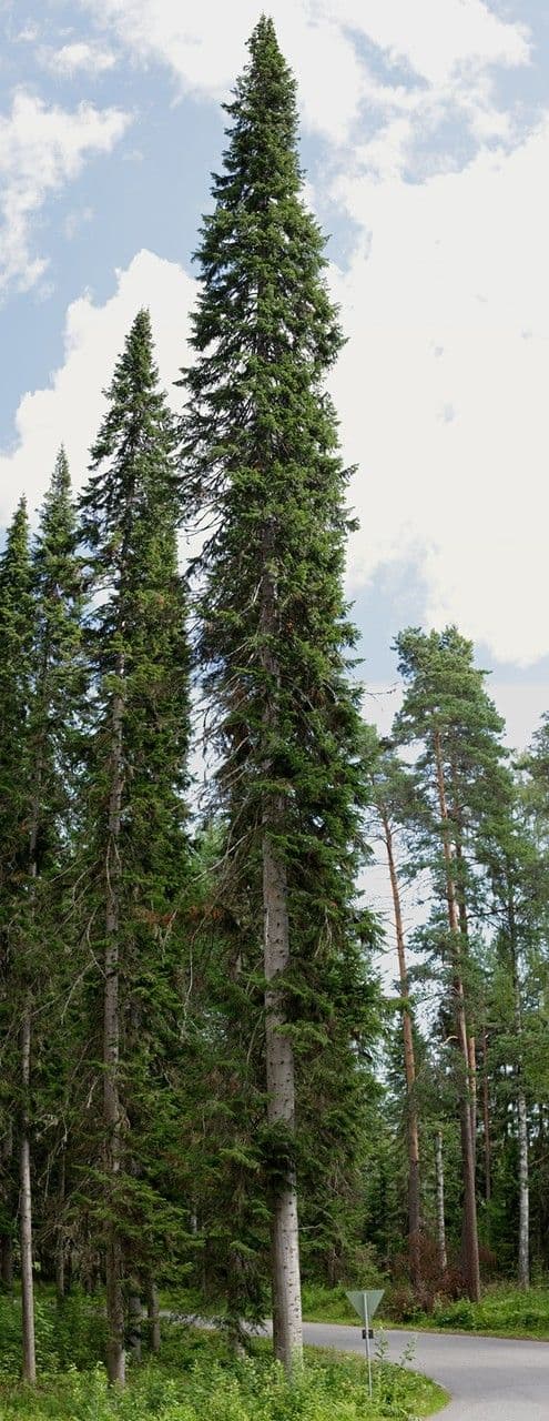 Jodła syberyjska 9