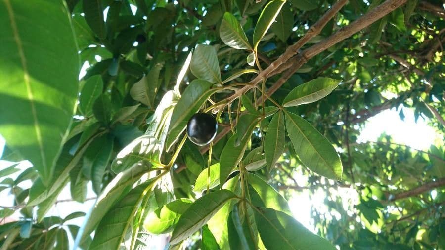 Vitex megapotamica 3