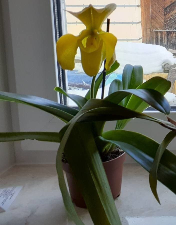 Paphiopedilum splendido 11