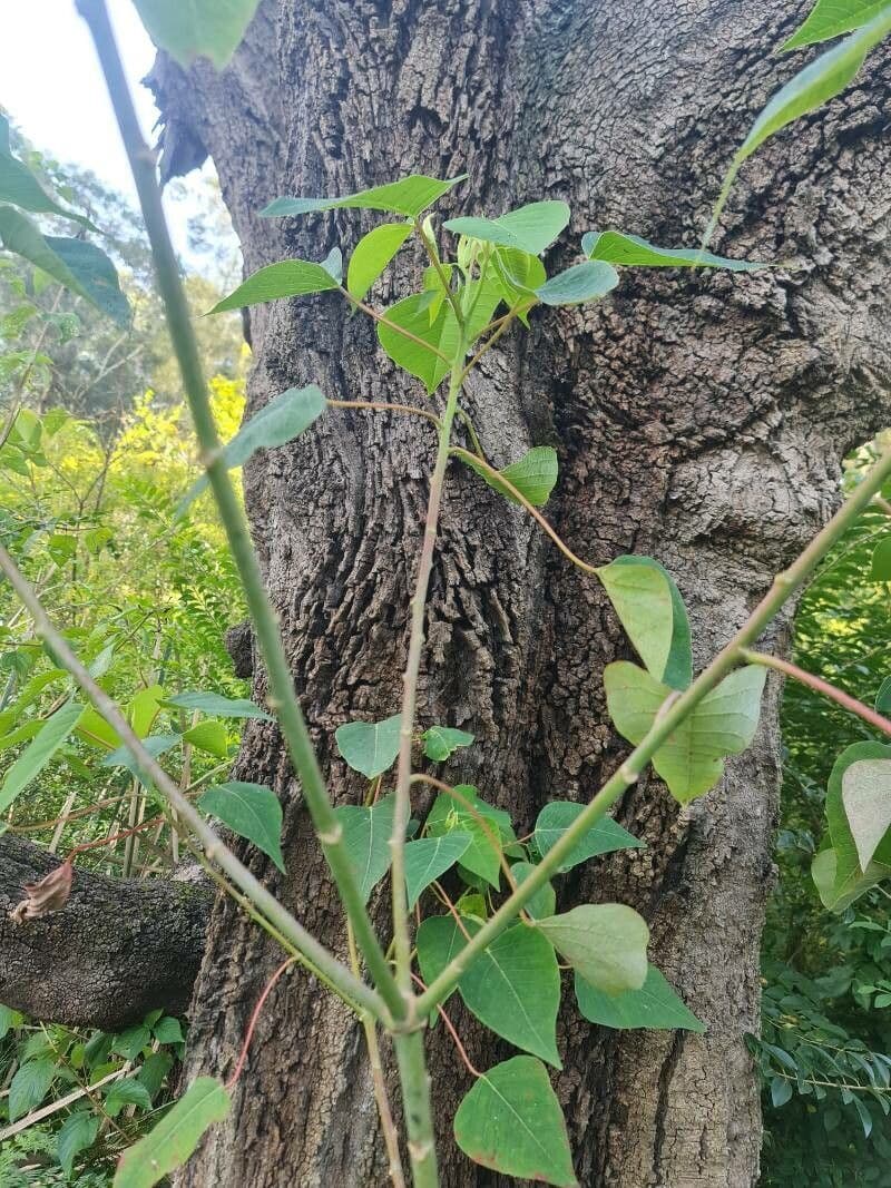 Homalanthus 8