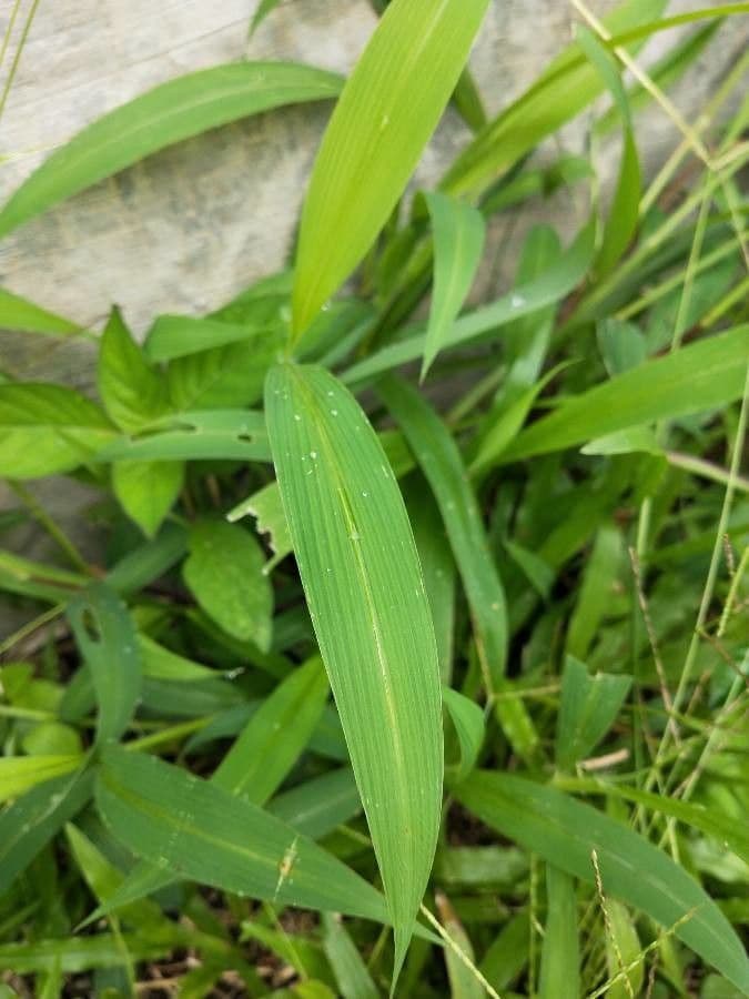 Setaria barbata 16
