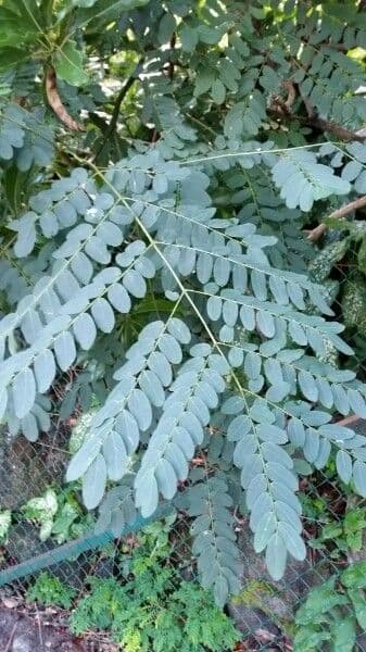 Korallenbaum 16