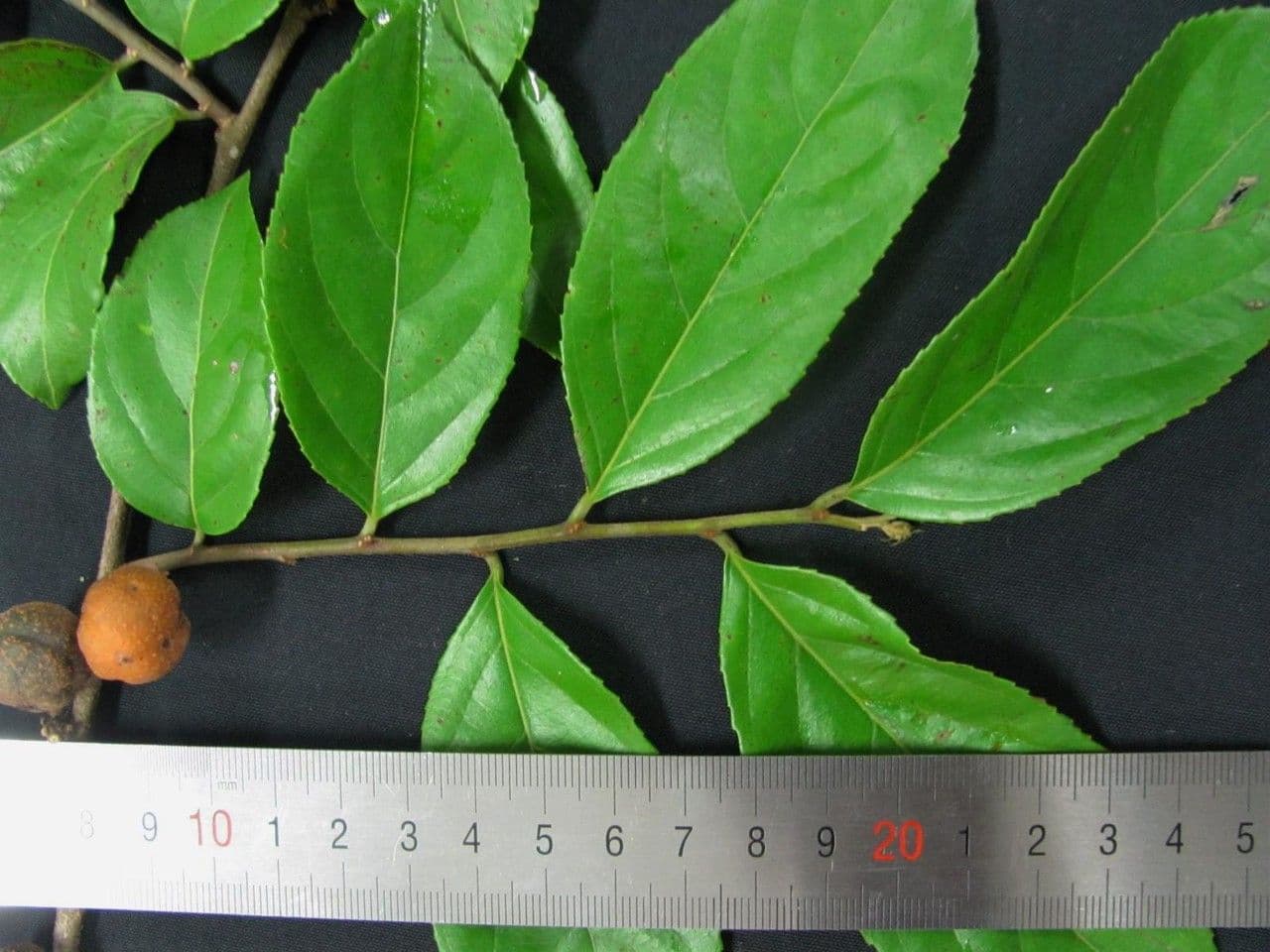 Casearia 14