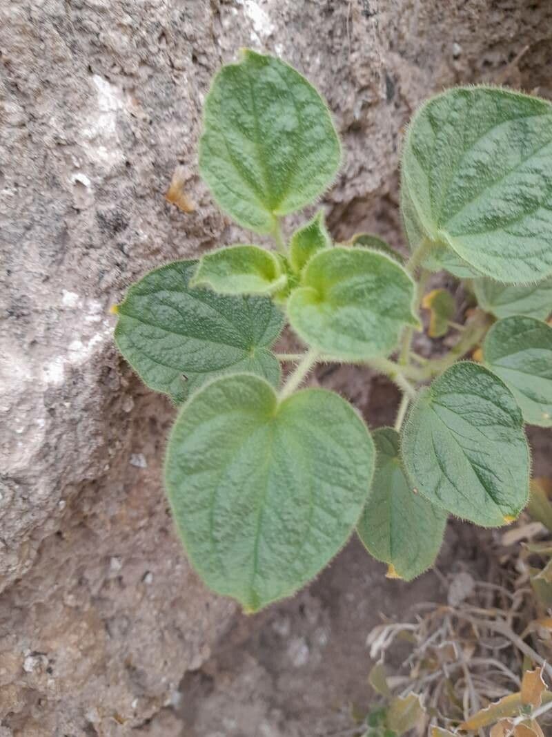 Cleome 9
