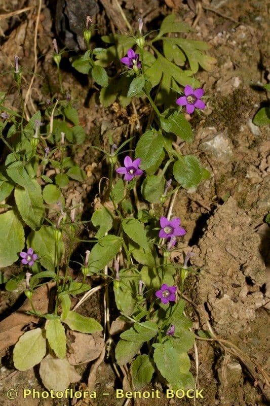 Campanula 7