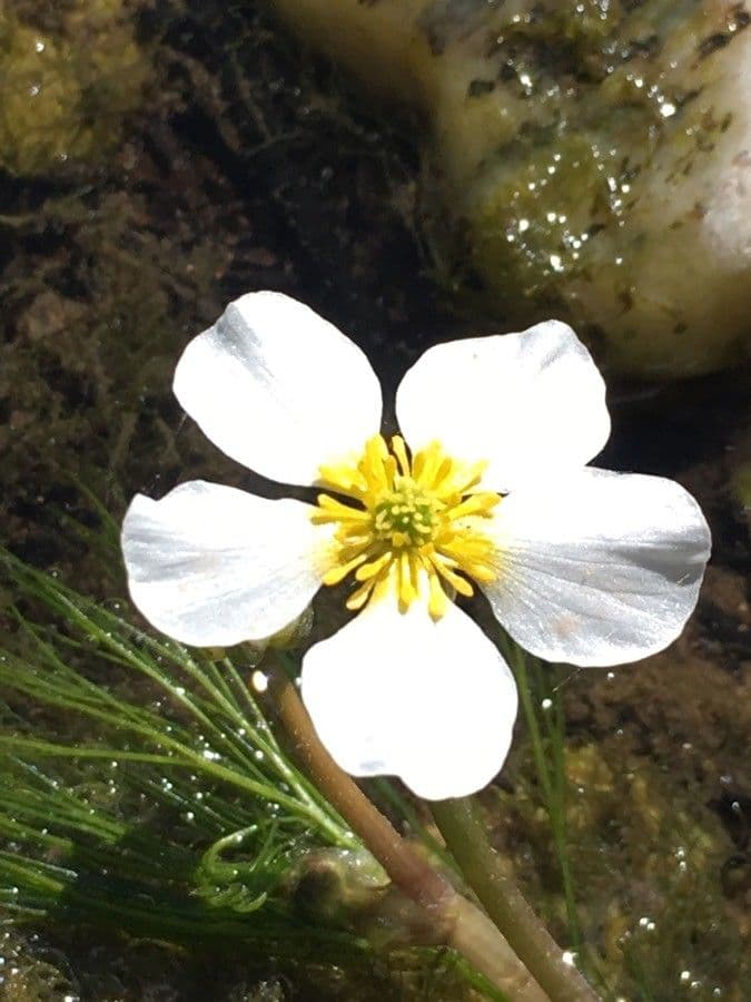Ranunculus fluitans 7