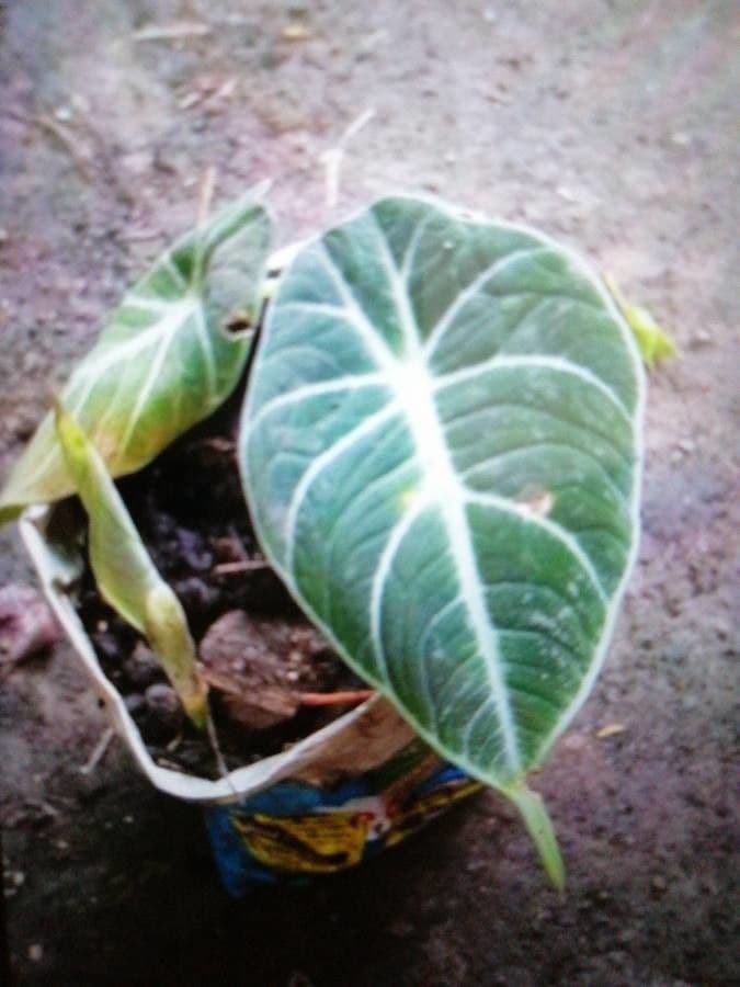 Alocasia 14