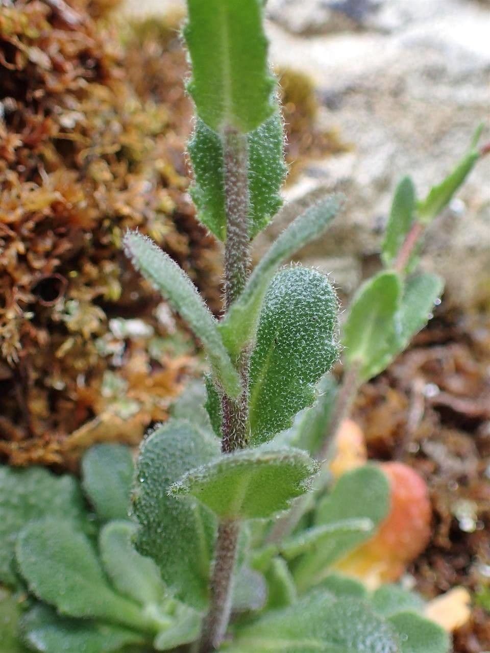 Arabetta irsuta 23