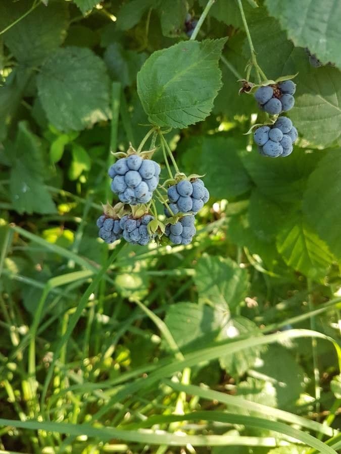 Ronce bleue 5