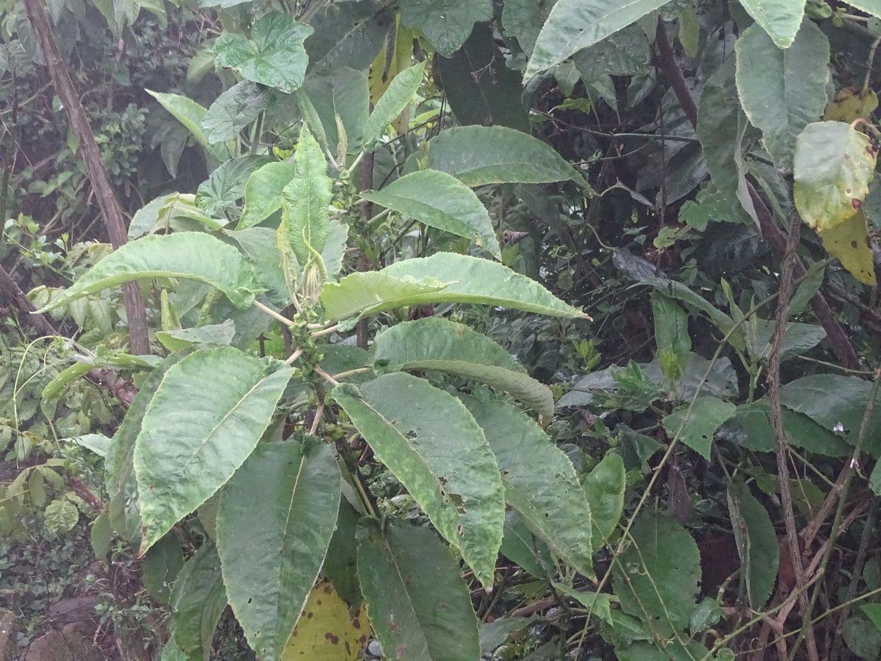 Solano 4