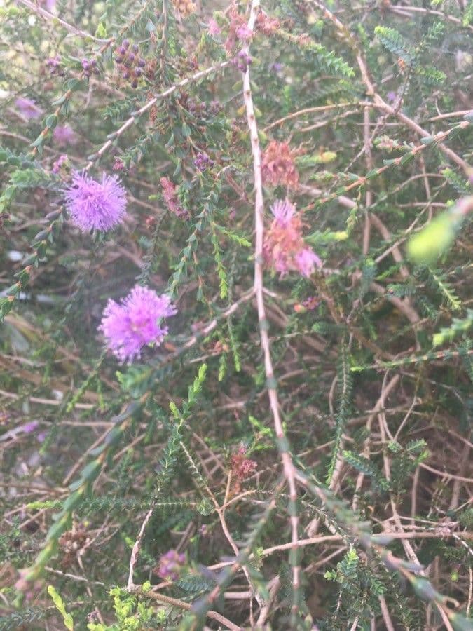 Melaleuca 3
