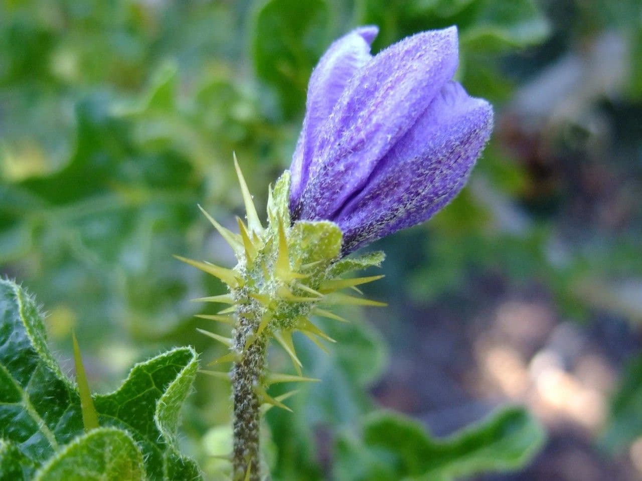 Solanum 9