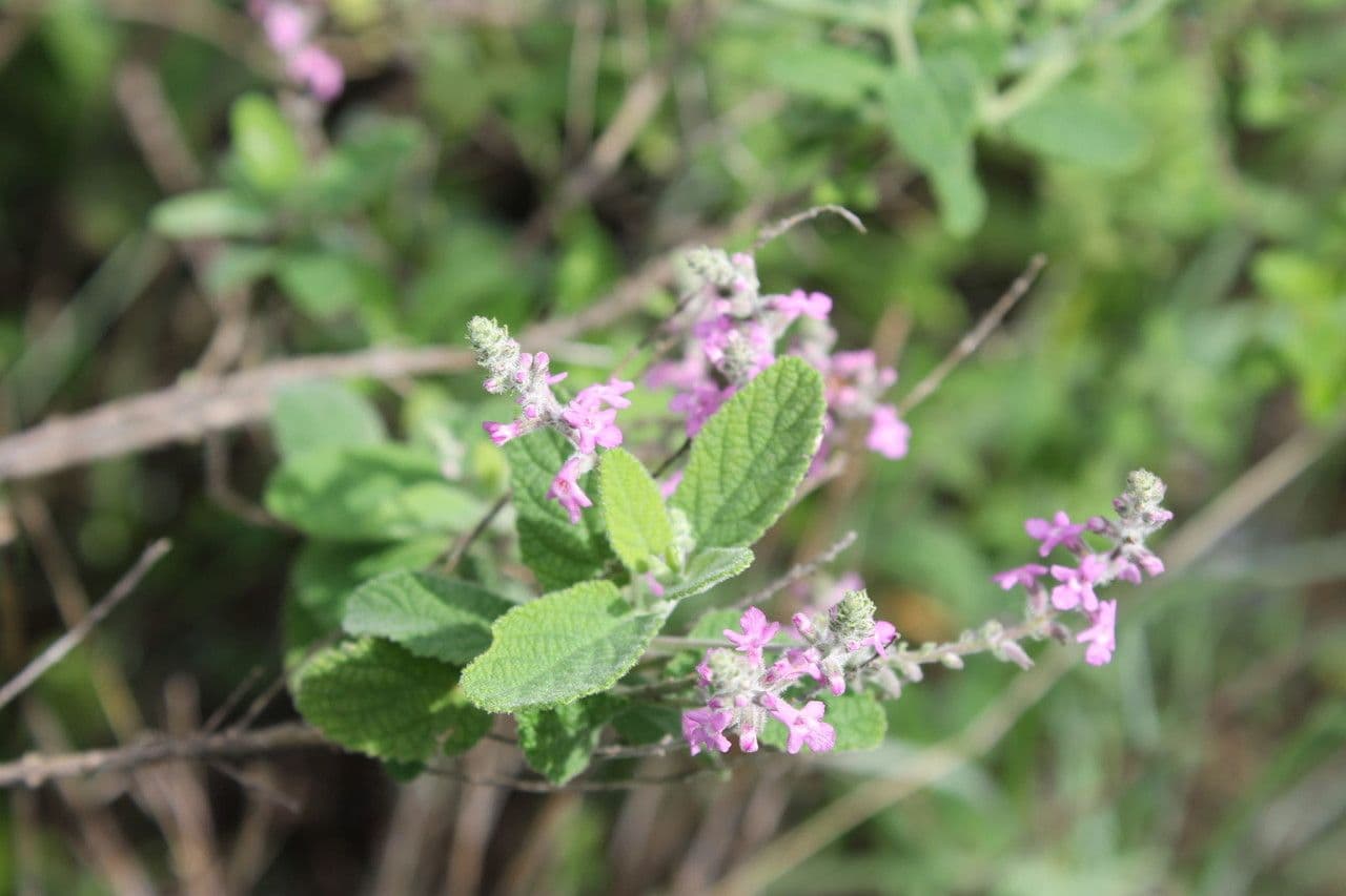 Aloysia 4