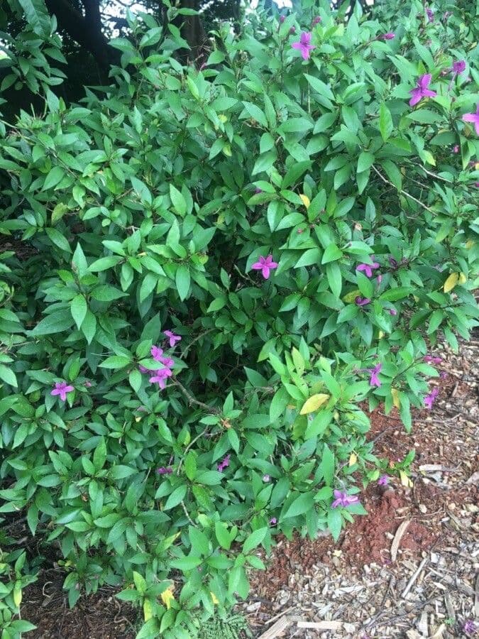 Pseuderanthemum 6