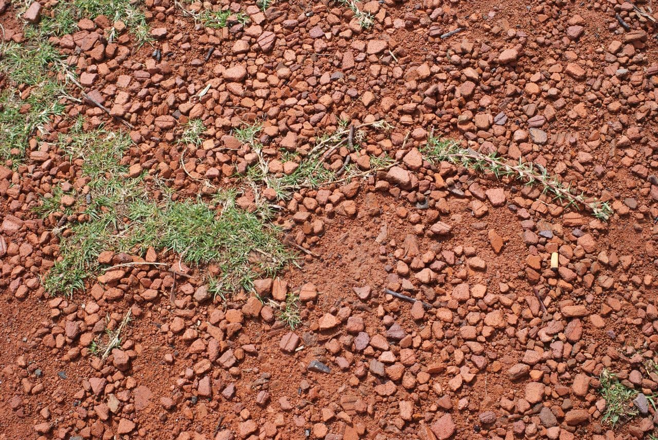 Erba pimento 14