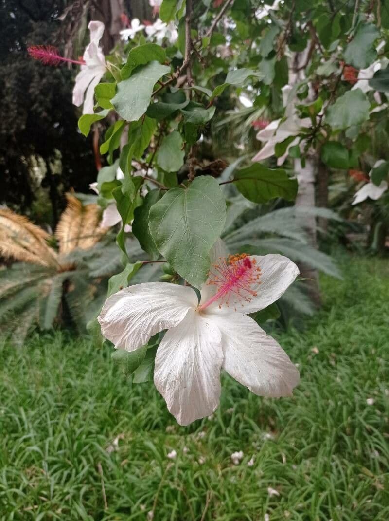 Hibisco di Waimea 4