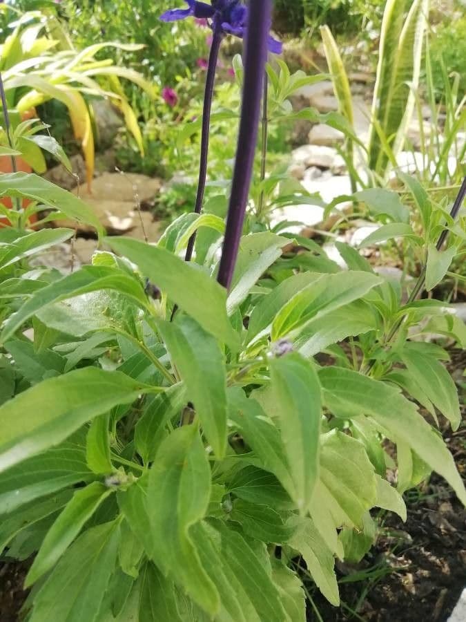 Mealy Sage 22
