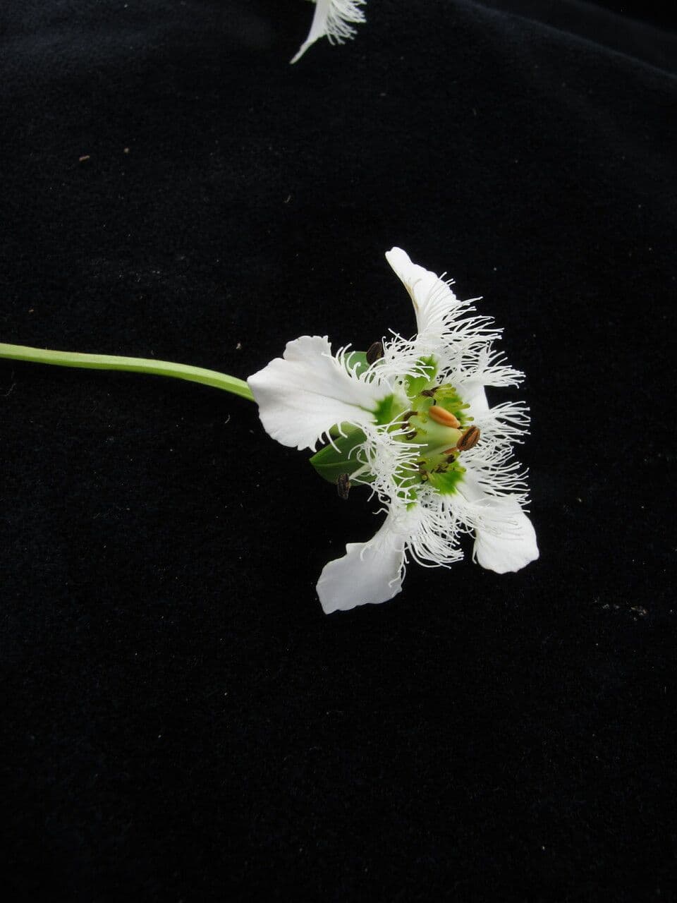 Parnassia 5