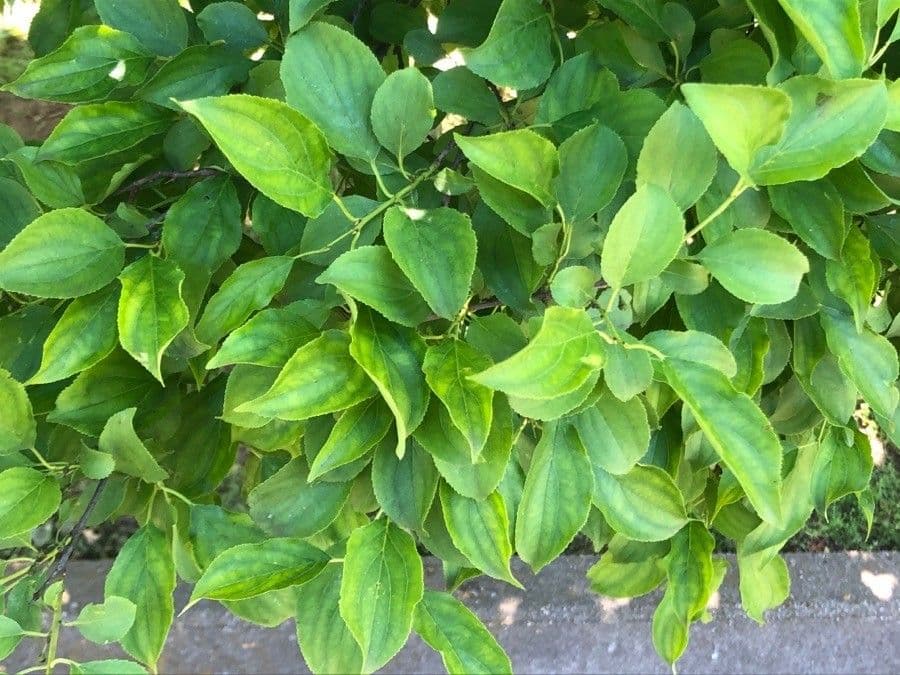 Chinesischer Faulbaum