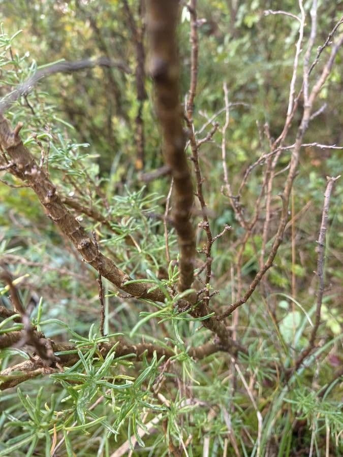 Ononide tridentata 23