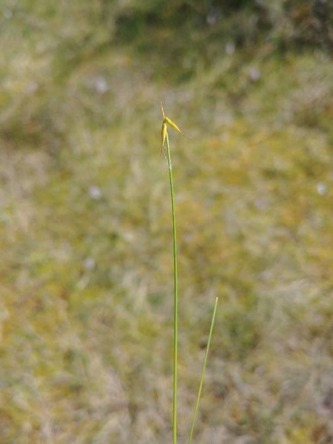 Carice pauciflora 10