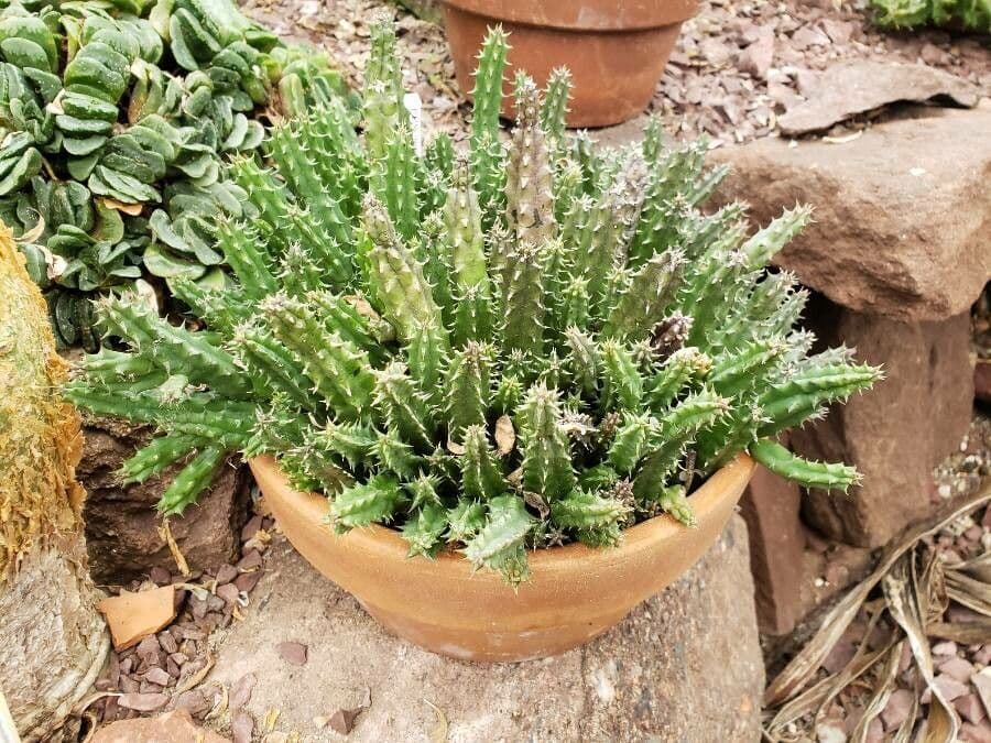 Huernia 2