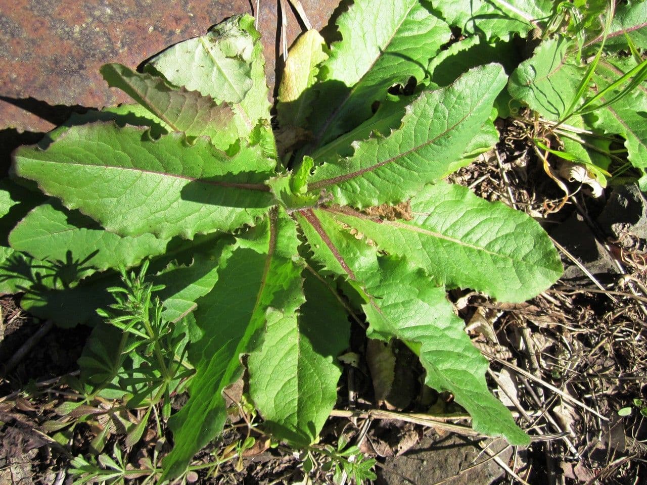 Lechuga amarga 12