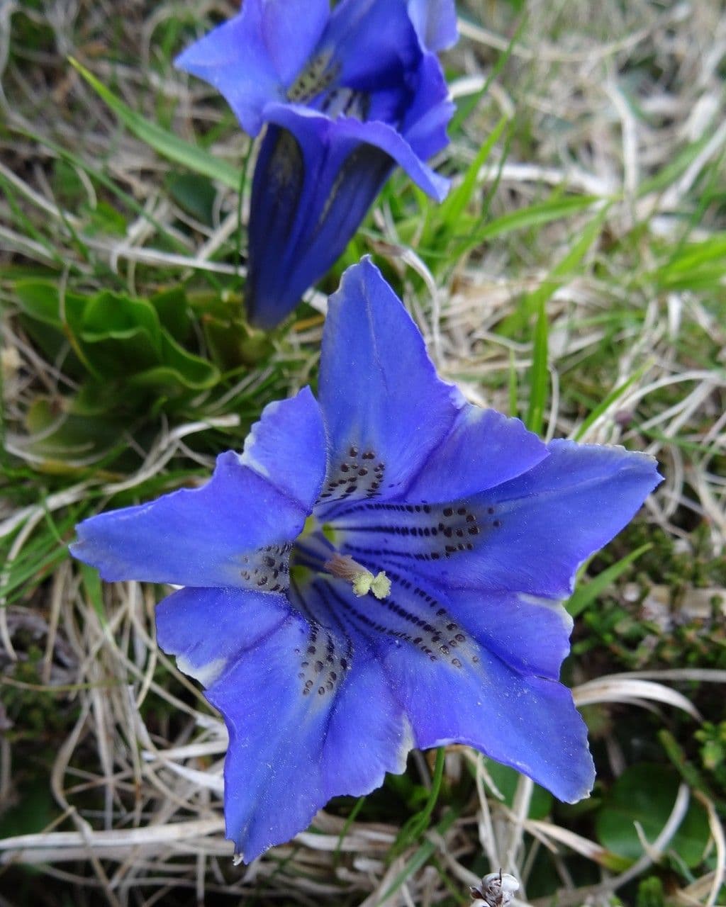 Gentiana occidentalis 6