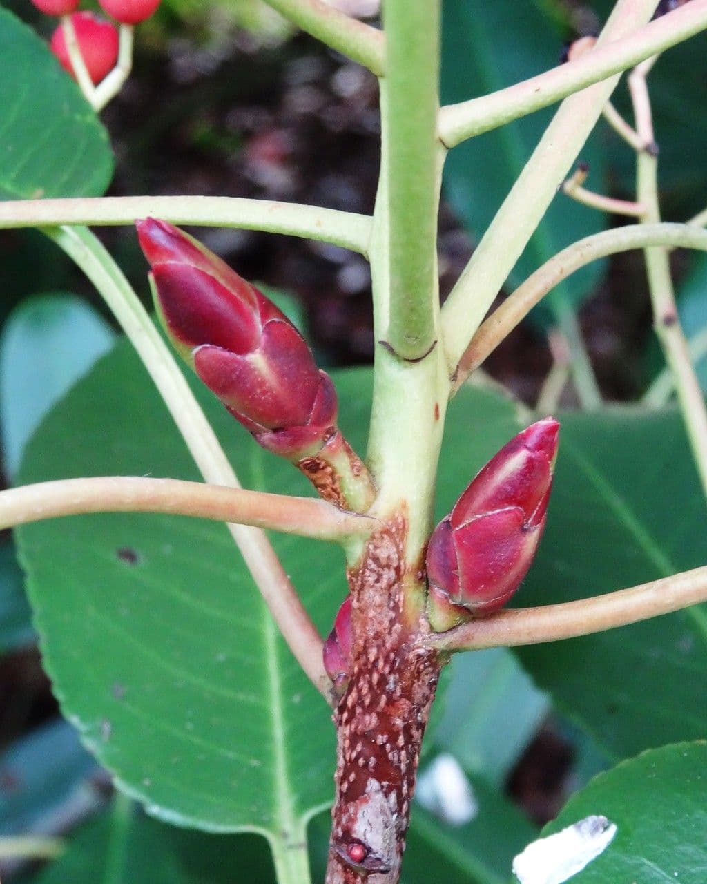 Photinia 25