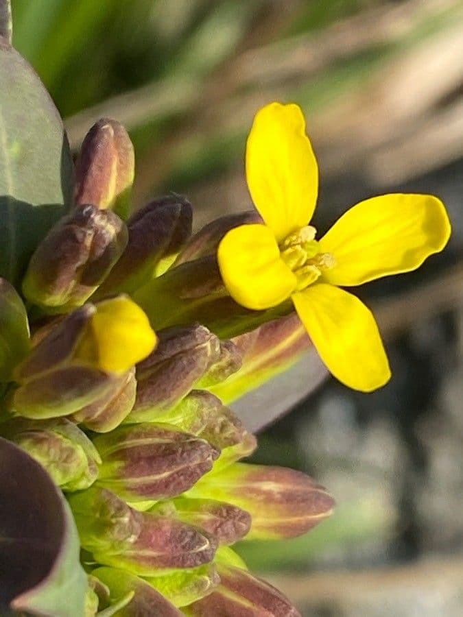 Alyssoides utriculata 10