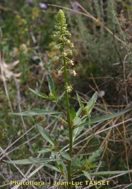 Reseda 11