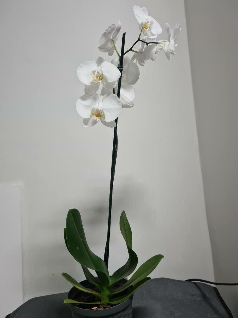 Orchidea farfalla 8
