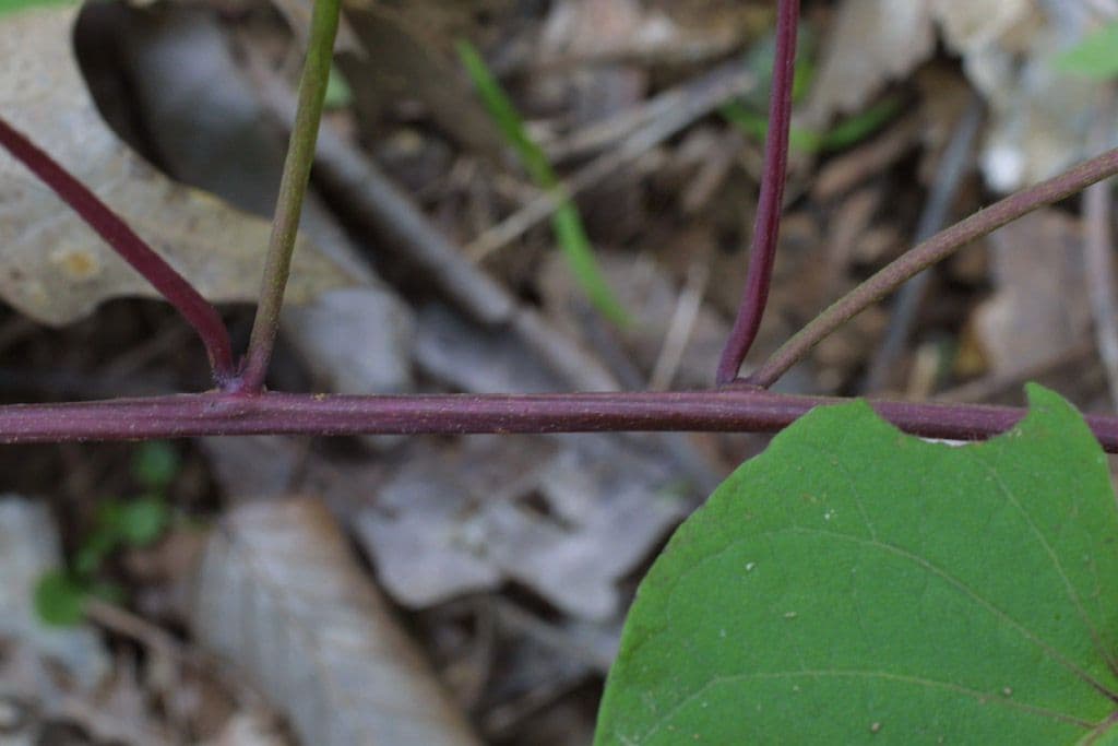 Ipomoea pandurata 18